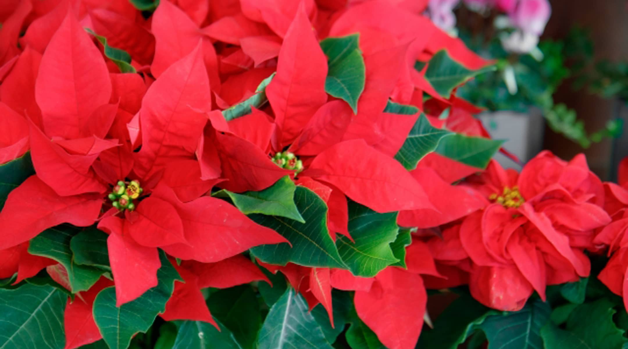 ポインセチアの写真