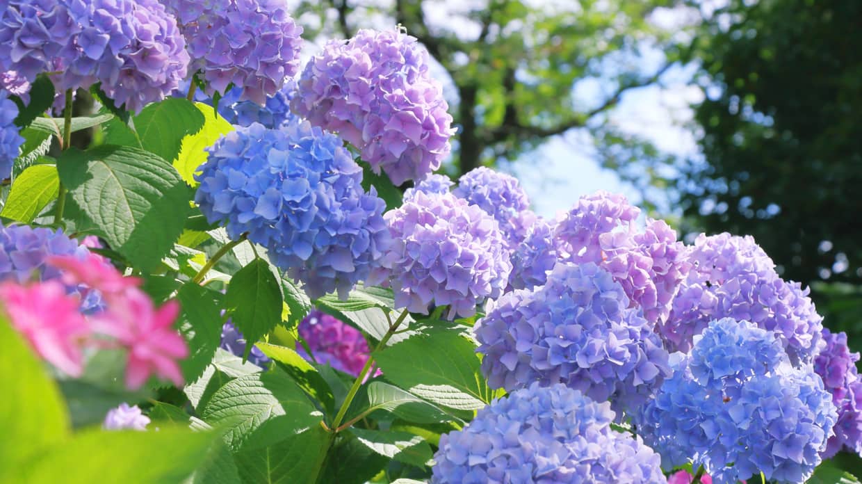 紫陽花の写真
