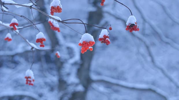 雪をかぶった赤い木の実