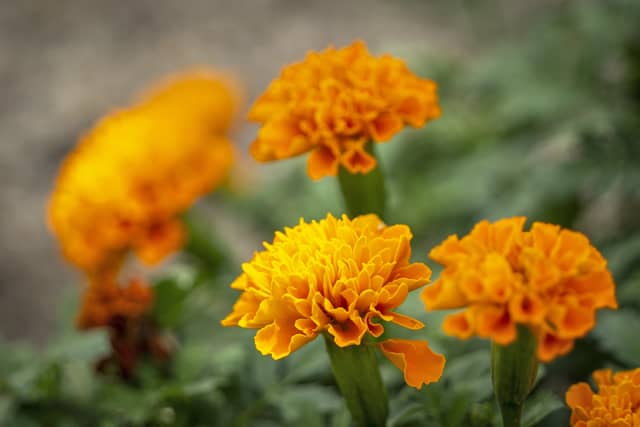 花の写真