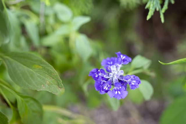 花の写真