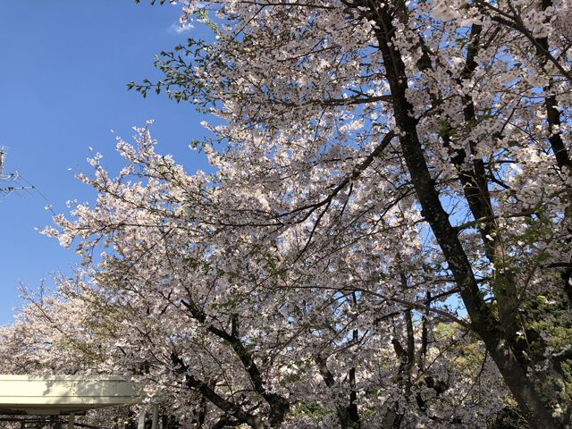 栄養部前のサクラの写真