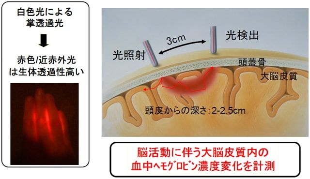 光による脳機能計測原理図解イラスト