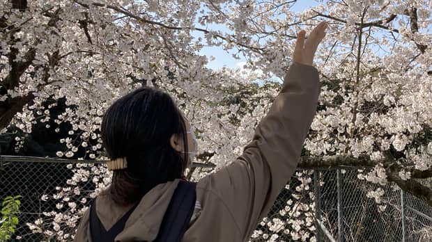 桜に手を伸ばす女性の写真