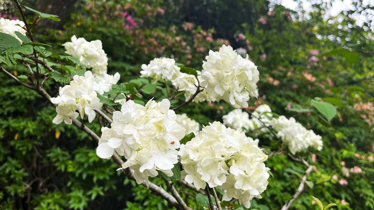 白い花の写真