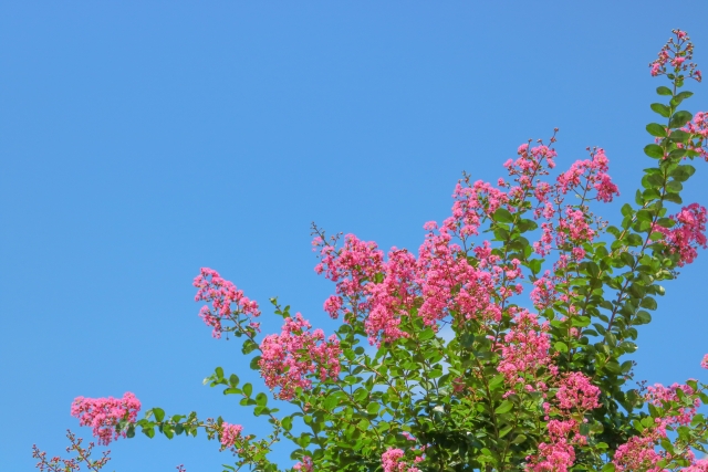 木と花の写真
