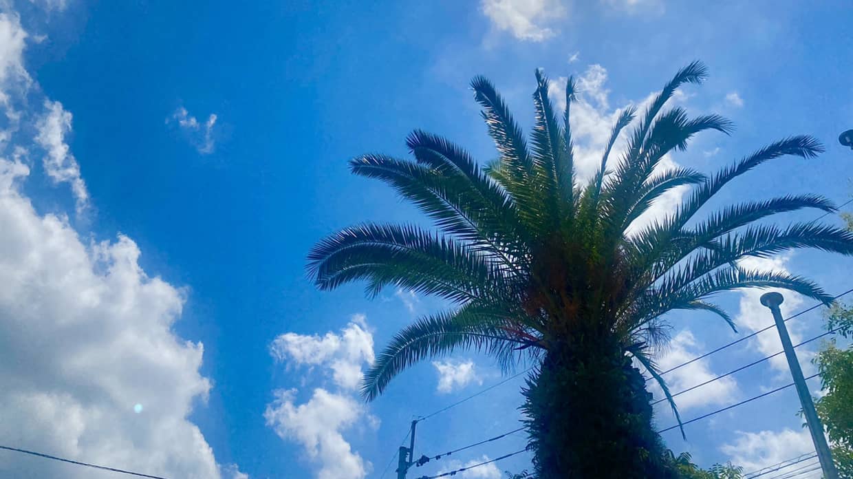 夏の空とソテツ