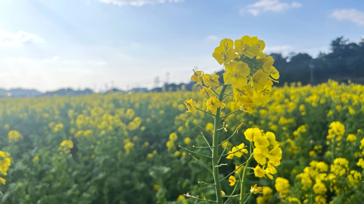 菜の花畑