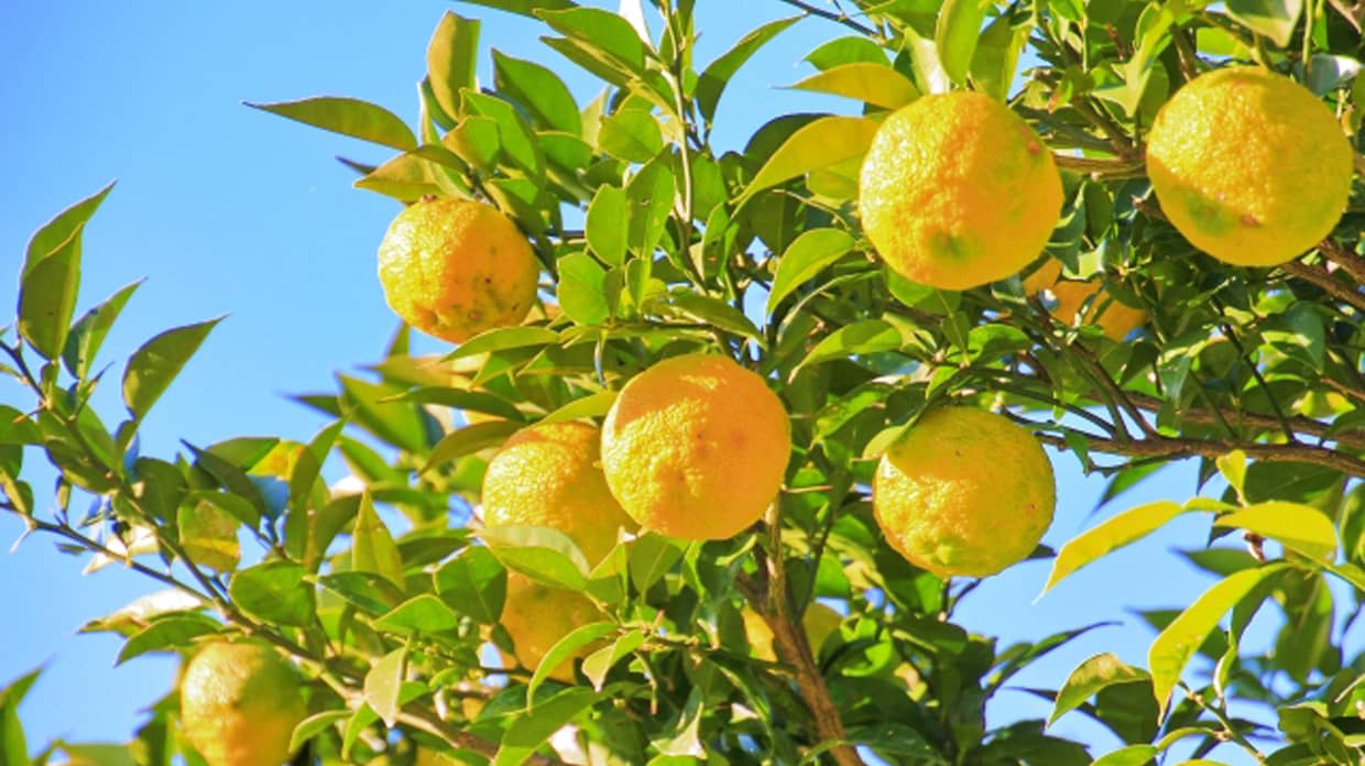 油山キッチンe情報